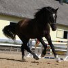 Welsh Cob - Valando bij Anne-2